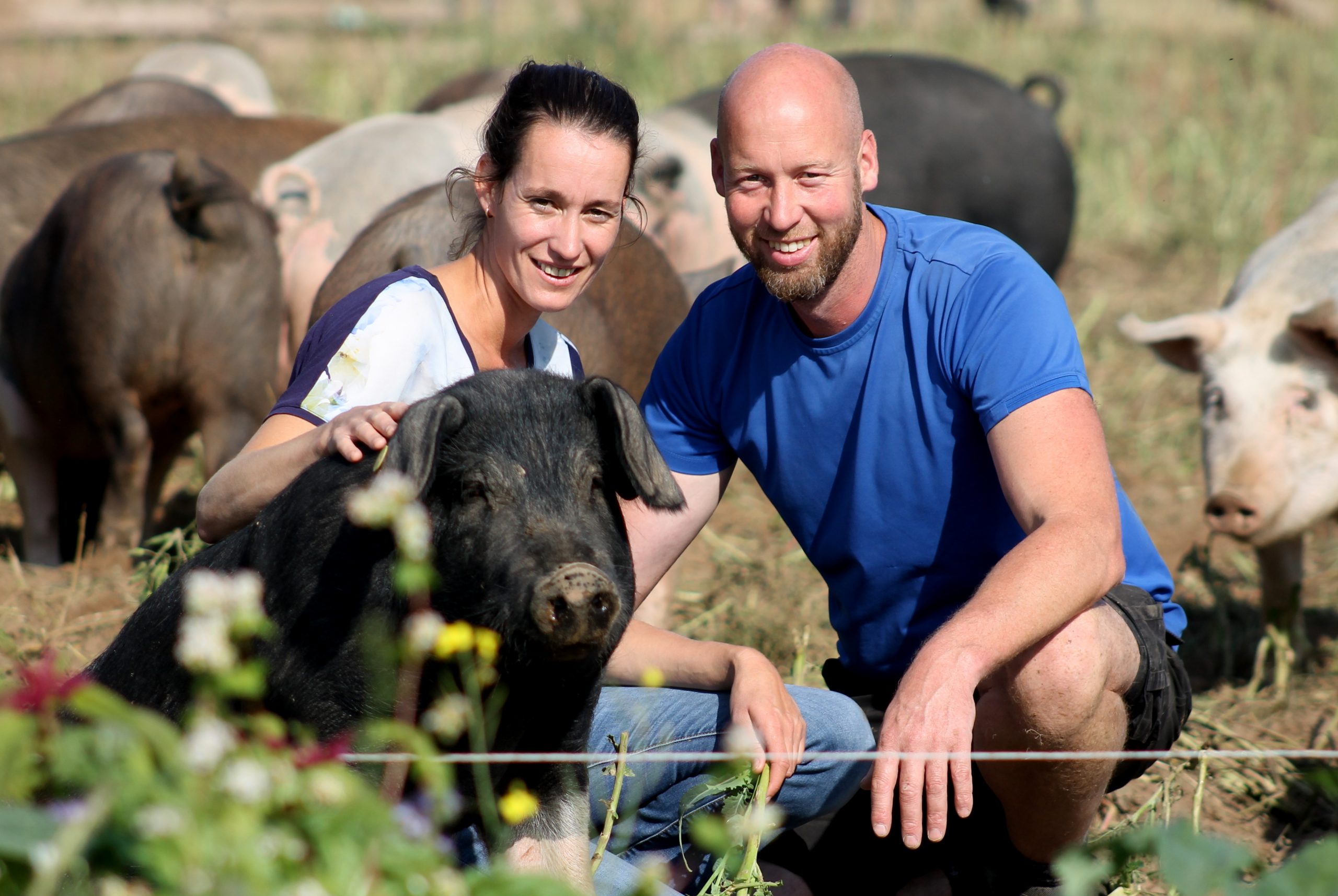 Eerlijk vlees | onze vleesvarkens en koeien lopen buiten bij De Dykhoeve